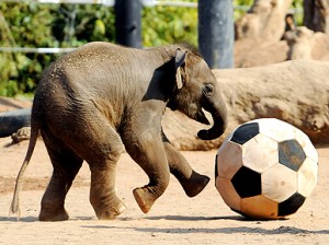 baby_elephant_playing_soccer
